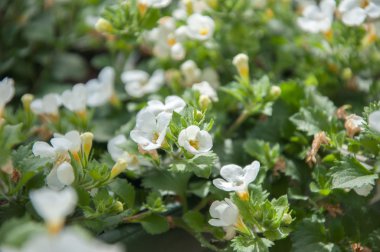 Çiçek açan elma ağacı