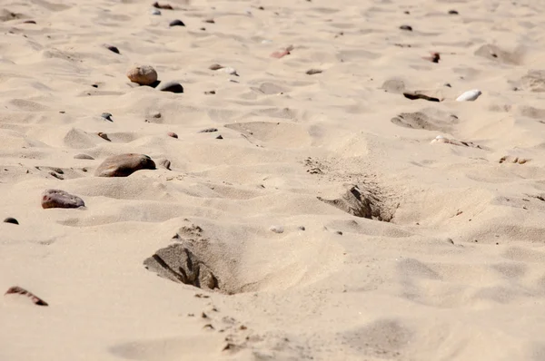 Baltic coast — Stock Photo, Image