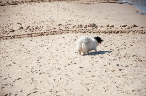 Собака на пляже ловит птиц — стоковое фото