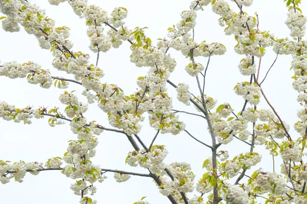 Blühender Zweig mit weißen Blüten. — Stockfoto