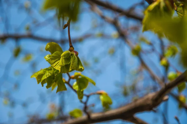 Green leaves in blue sky — Stock Photo, Image