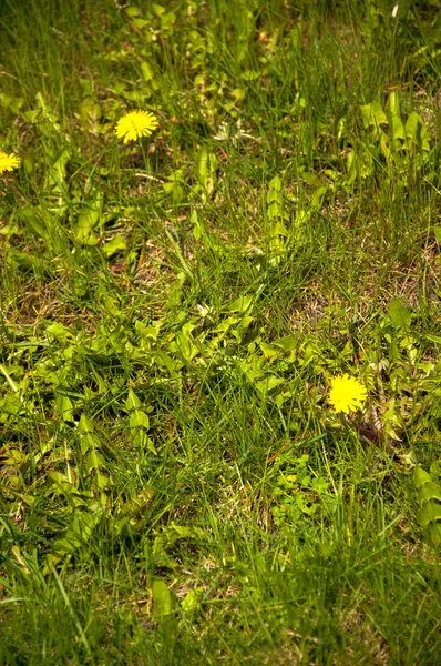 Denti di leone in fiore — Foto Stock