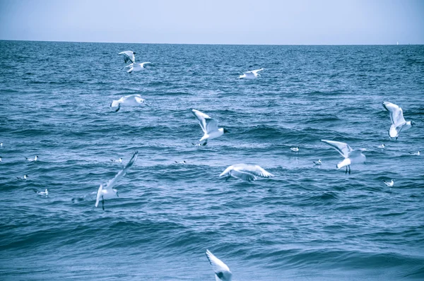 Måsar som flyger över havet — Stockfoto