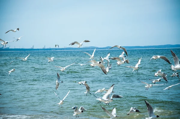 Seagulls flying over the sea — Stock Photo, Image