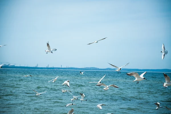 Mouettes volant au-dessus de la mer — Photo
