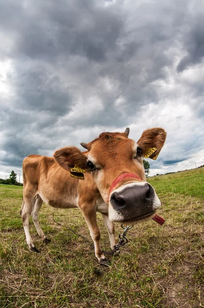 Jersey cow in the meadow — Stock Photo, Image