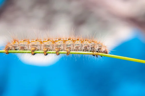 Catepillar 蠕虫的低角度视图 — 图库照片