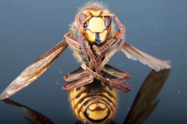 Hornet öldü