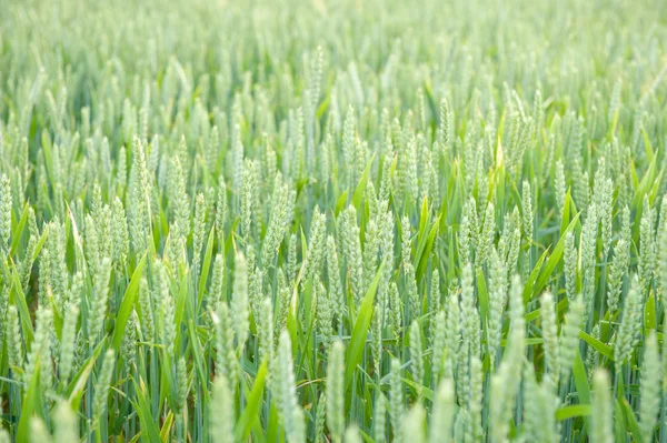 Green wheat ears on the field — Stock Photo, Image