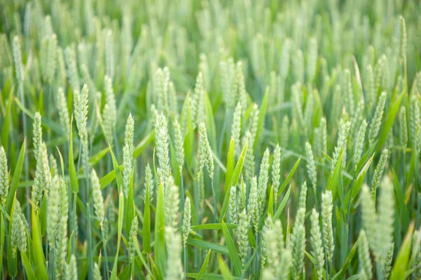 Espigas de trigo verde en el campo — Foto de Stock