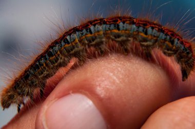 Low angle view of catepillar worm clipart
