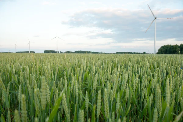 Groene tarwe oren op het veld — Stockfoto