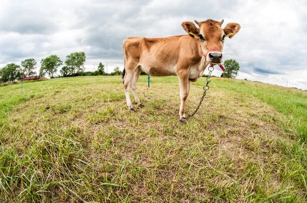 Jersey vaca en el prado —  Fotos de Stock