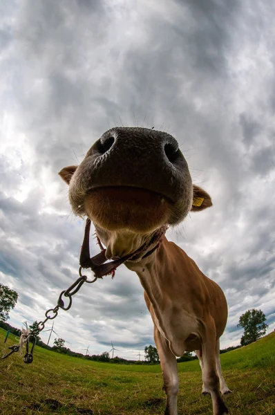 泽西牛在草地上 — 图库照片