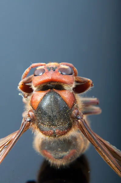 死大黄蜂 — 图库照片