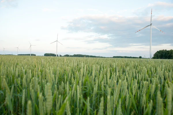 Groene tarwe oren op het veld — Stockfoto