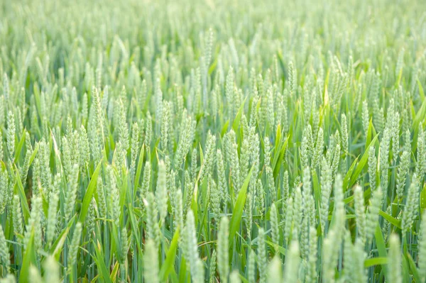 Green wheat ears on the field — Stock Photo, Image
