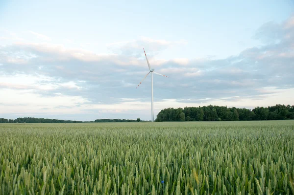 Groene tarwe oren op het veld — Stockfoto