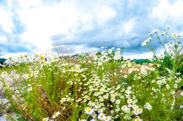 草原に咲くカモミール — ストック写真