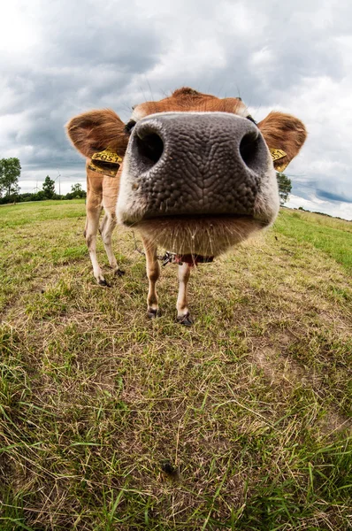 Jersey cow in the meadow — Stock Photo, Image