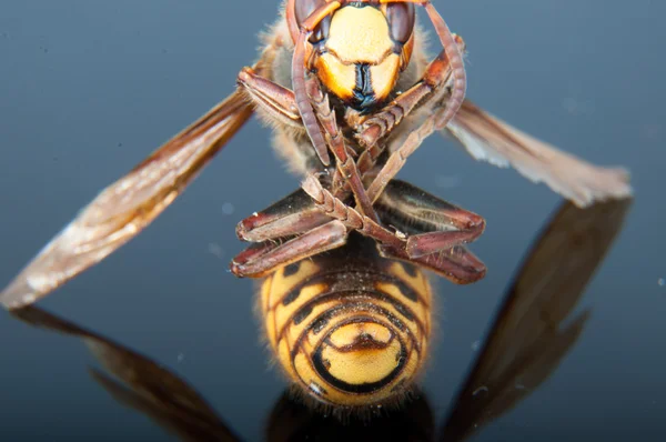 Dog hornet — Stockfoto