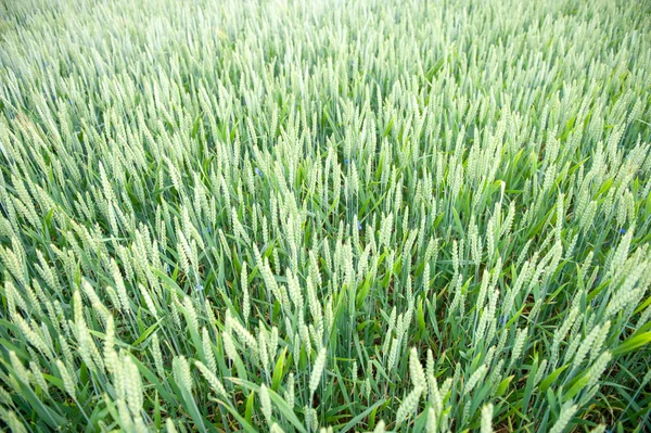 Green wheat ears on the field — Stock Photo, Image