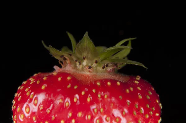 Strawberry fruit — Stock Photo, Image