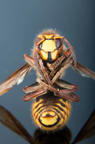 Died hornet — Stock Photo, Image