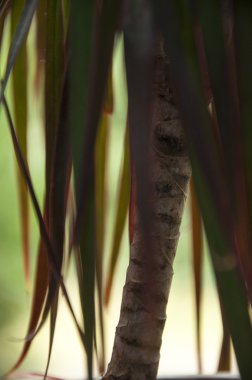 küçük palmiye ağacı