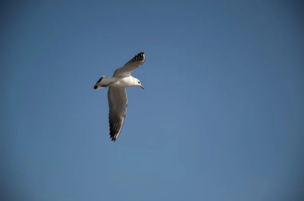 Seagull in the sky — Stock Photo, Image