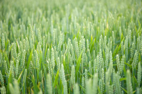 Espigas de trigo verde en el campo — Foto de Stock