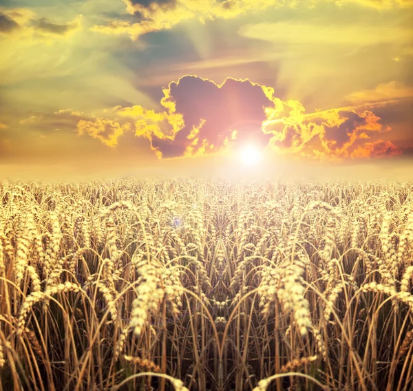 Windturbine at sunset — Stock Photo, Image