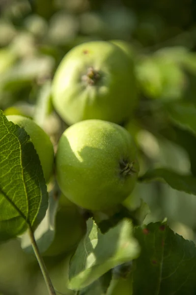 Ripened green apple — Stock Photo, Image