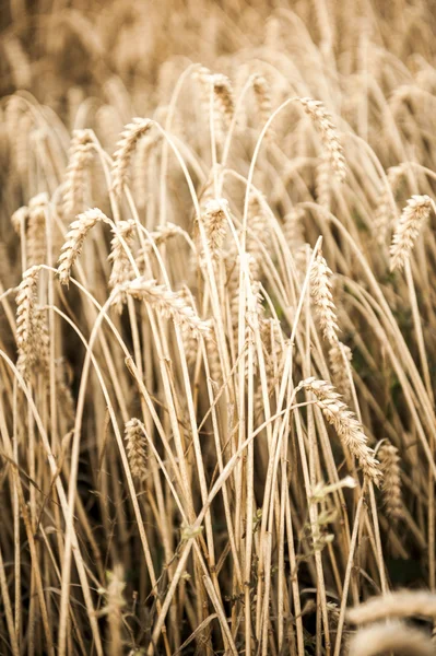 秋の穀物畑 — ストック写真