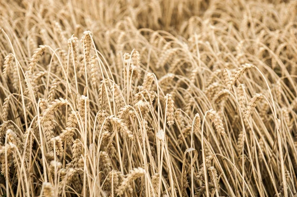 Campo de grãos no outono — Fotografia de Stock