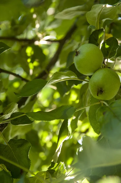 Созревшее зелёное яблоко — стоковое фото