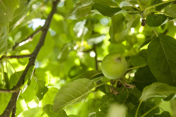 Ripened green apple — Stock Photo, Image