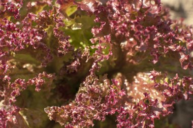 kırmızı marul yaprakları