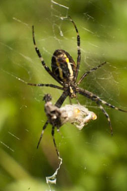 örümcek böcek saldırısı