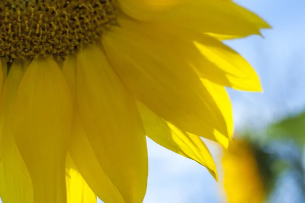 Flowering sunflower — Stock Photo, Image