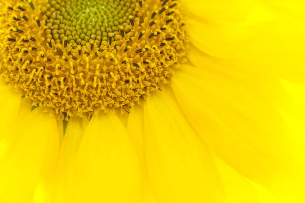 Blühende Sonnenblume — Stockfoto