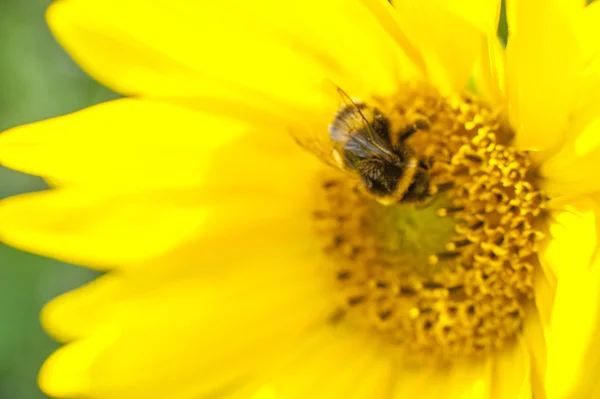 Bloeiende zonnebloem — Stockfoto