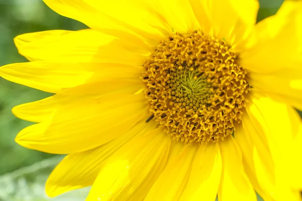 Flowering sunflower — Stock Photo, Image