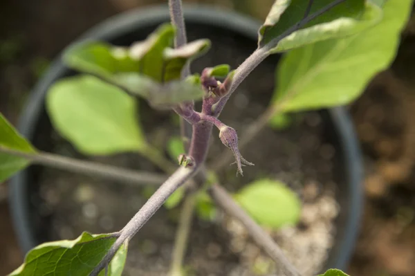 Berenjena vegetal — Foto de Stock