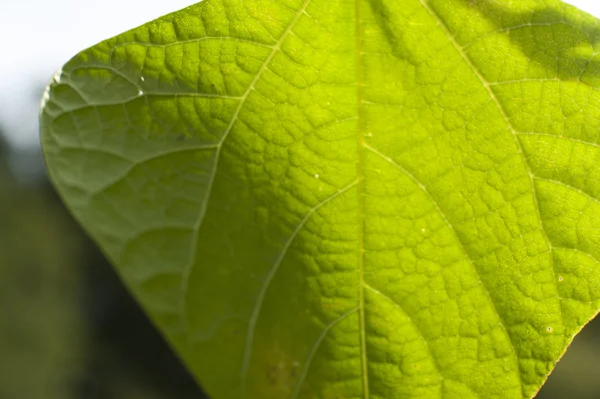 Fazole zelené listy close-up — Stock fotografie