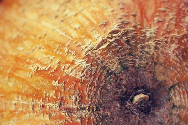 Close-up pumpkin — Stock Photo, Image