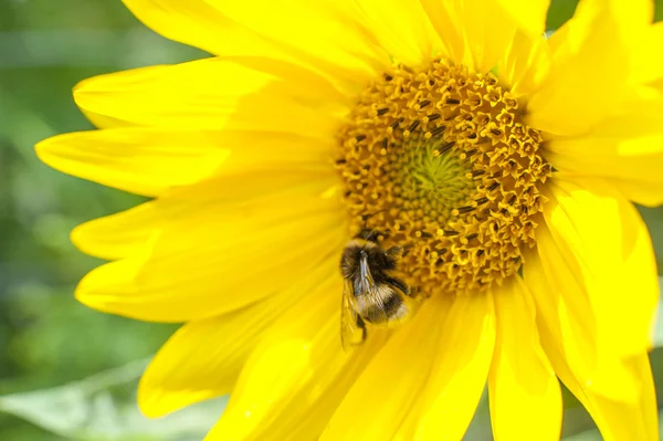 Blühende Sonnenblume — Stockfoto