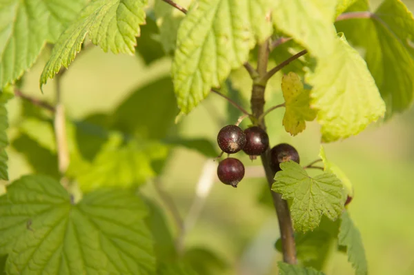 Frutto di ribes nero — Foto Stock