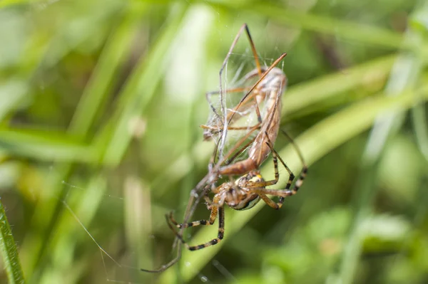 Araignée sur l'attaque d'insectes — Photo