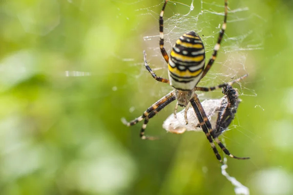 Pavouk na napadení hmyzem — Stock fotografie